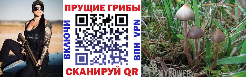 Псилоцибиновые грибы Psilocybe  Нижневартовск 